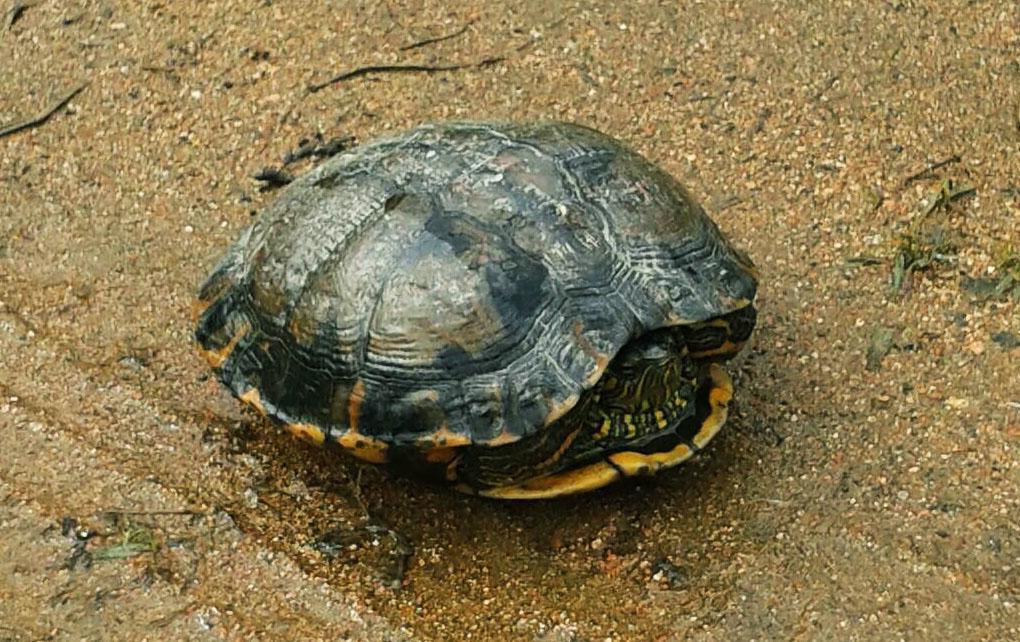 Pousada Signora Del Lago Sao Joao  Esterno foto